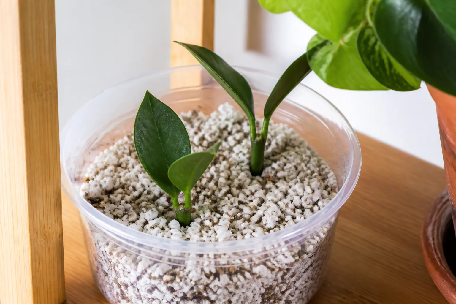 Lipstick plant stem cuttings rooting in perlite and vermiculite