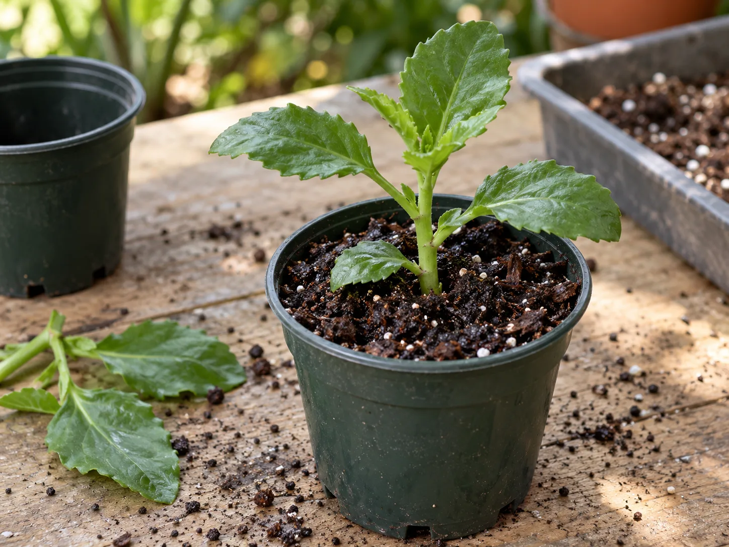 A longevity spinach stem cutting set into moist potting mix in a small nursery pot