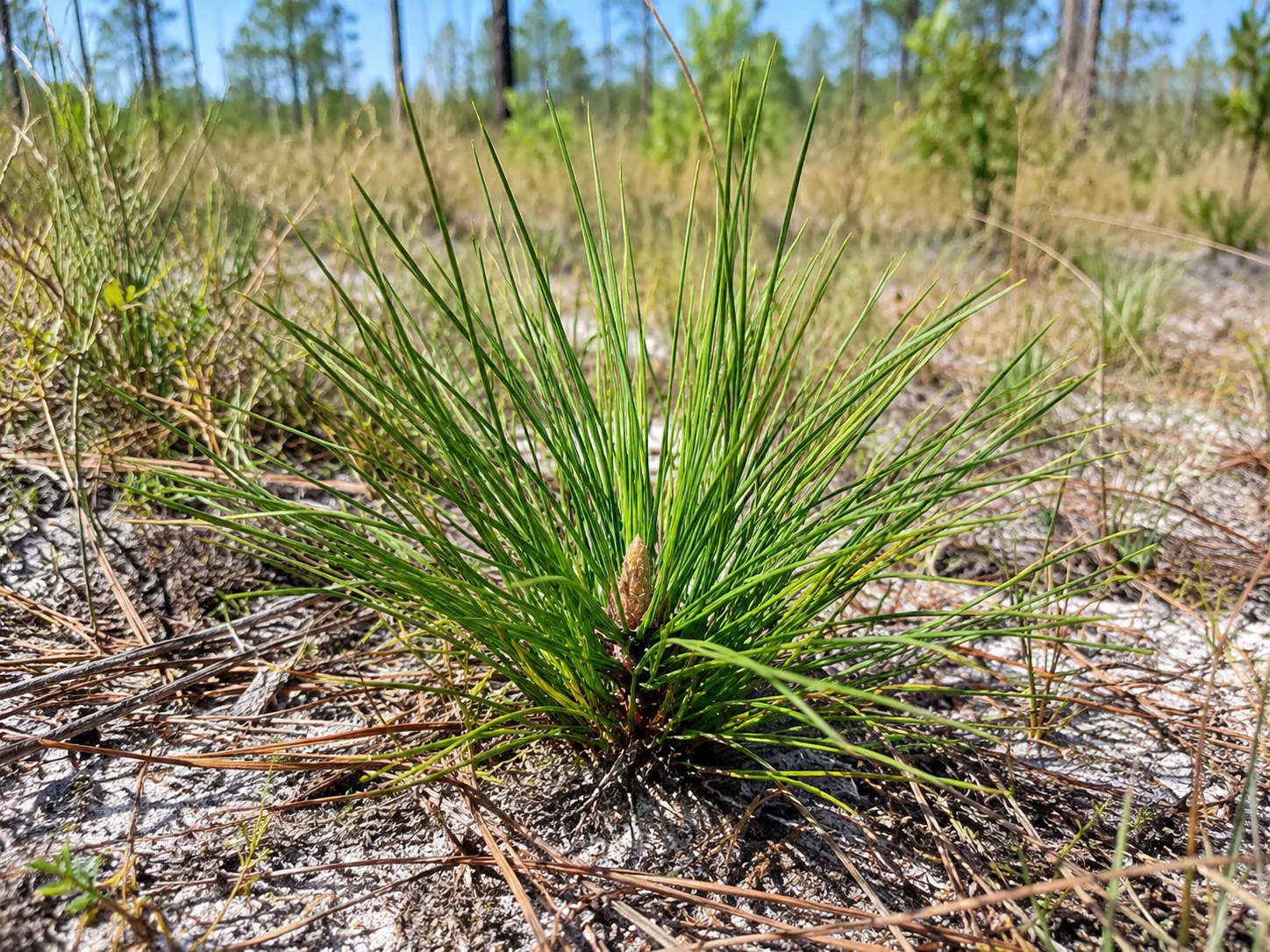 Young longleaf pine seedling in the grass stage, with a dense tuft of green needles at ground level