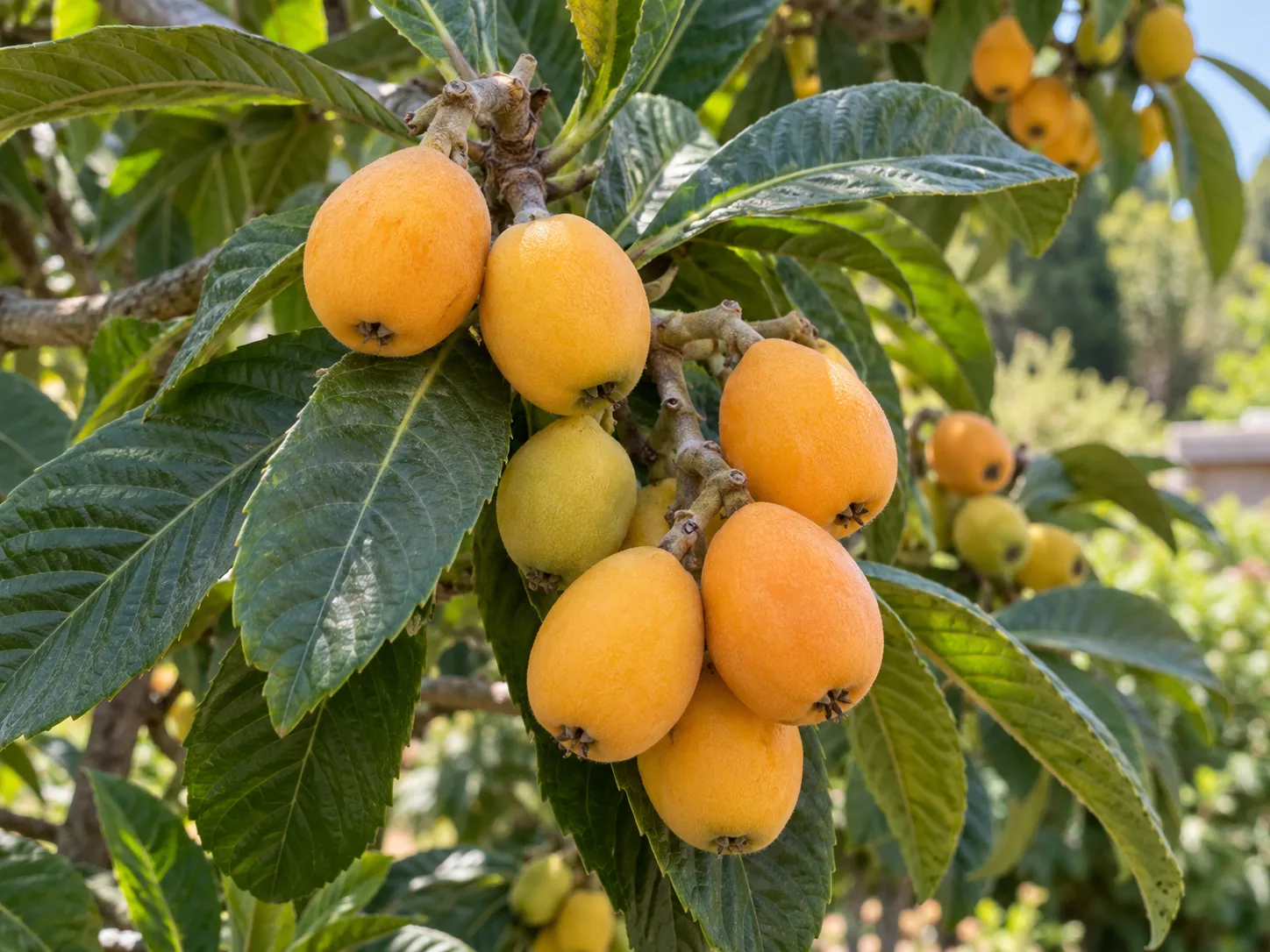 Ripe golden-orange loquats on the tree, ready to be picked when fully colored and slightly yielding