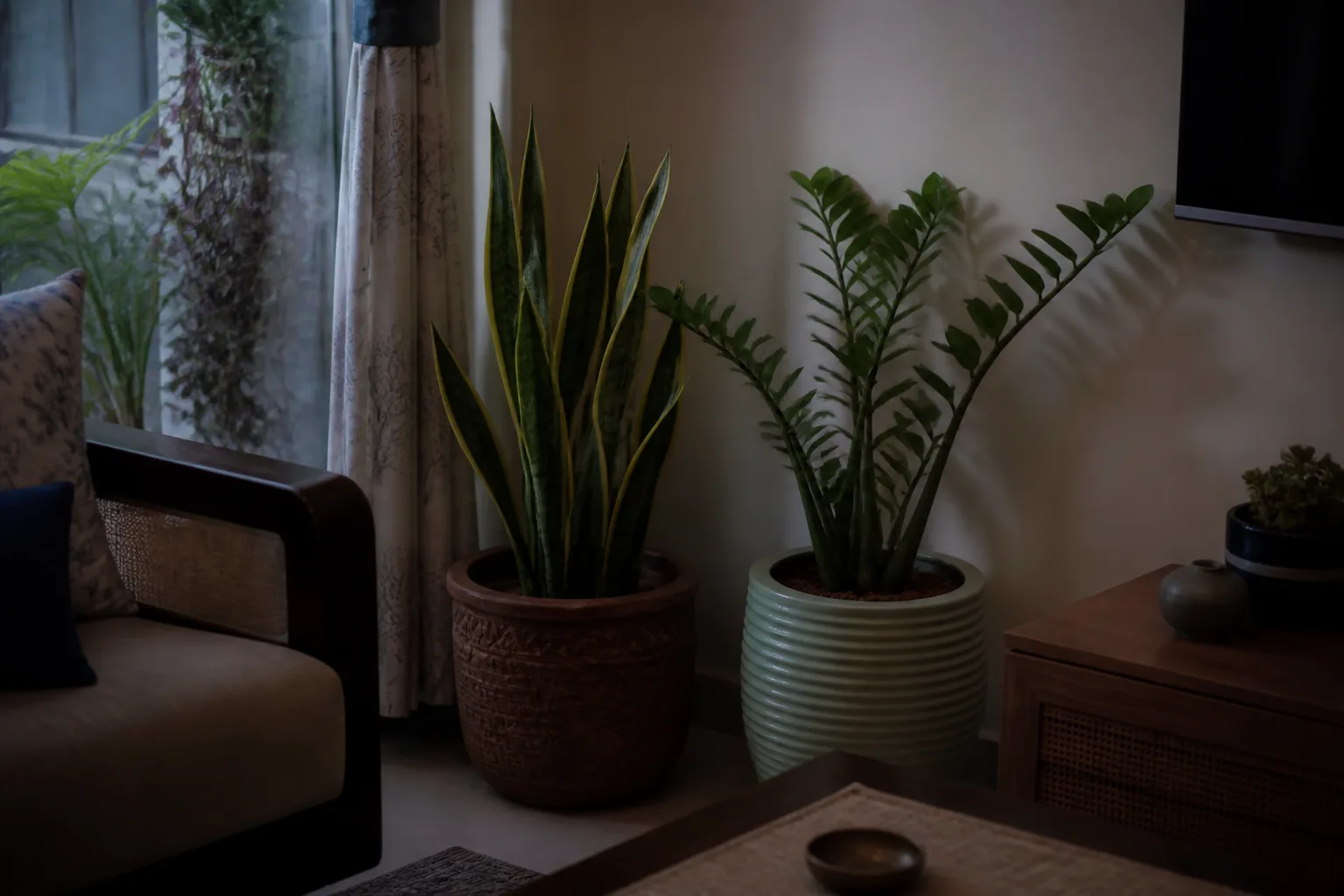 Snake plant and ZZ plant in a dim Indian apartment living room corner