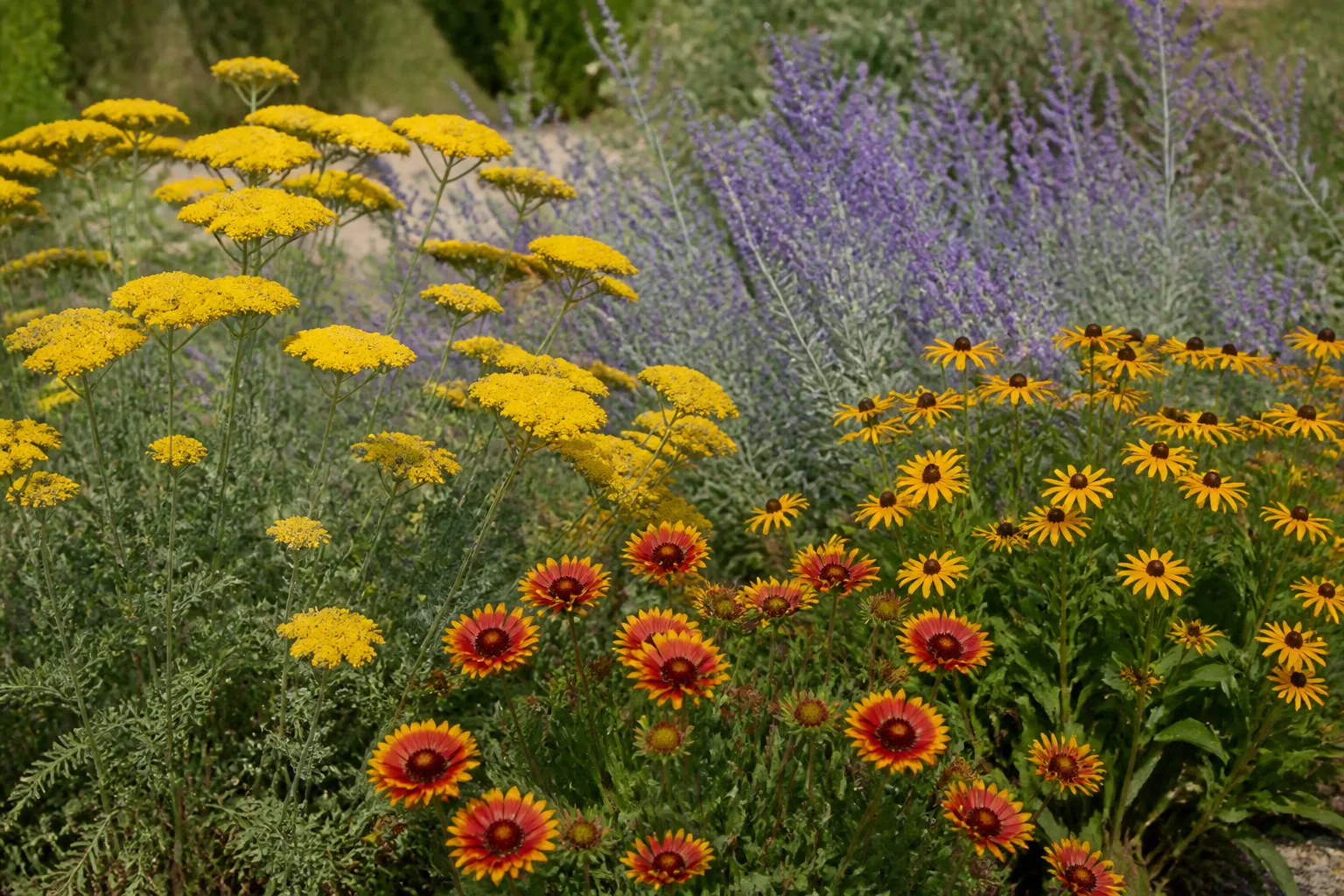 Tough Perennials That Handle Heat After Roots Settle for tough perennials that handle heat after roots settle