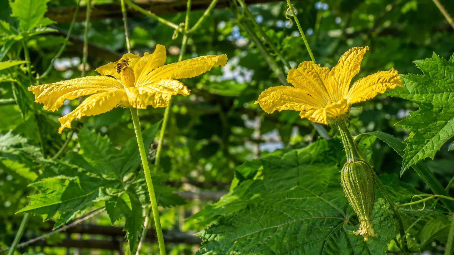 Yellow luffa flowers beside a tiny developing fruit on a trellised vine
