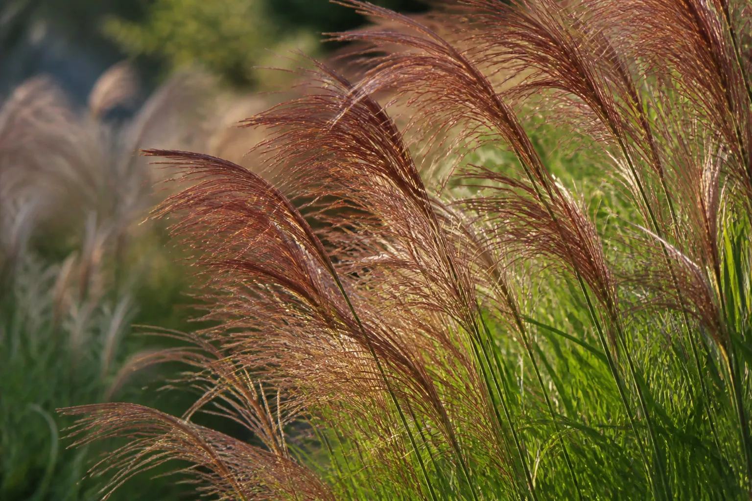 Copper-reddish maiden grass flower plumes aging to silvery seed heads