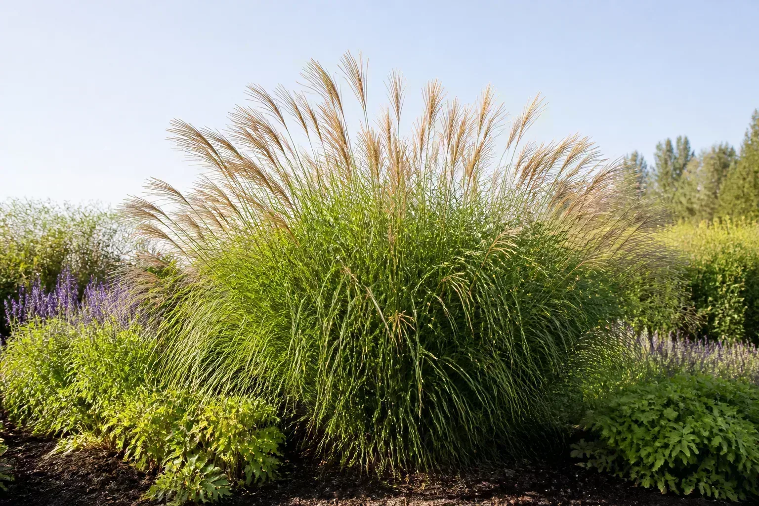 Maiden grass planted in full sun at the back of a perennial border