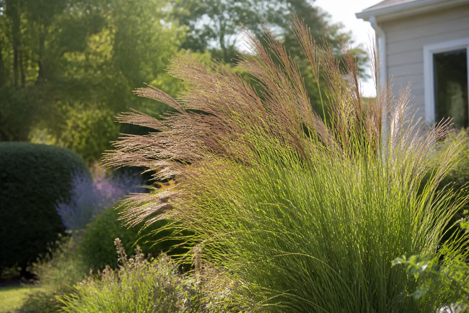 Arching maiden grass clump with copper-toned plumes in a sunny garden border