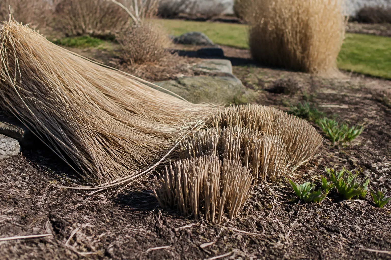 Dormant maiden grass cut back to short stubble in a late winter garden