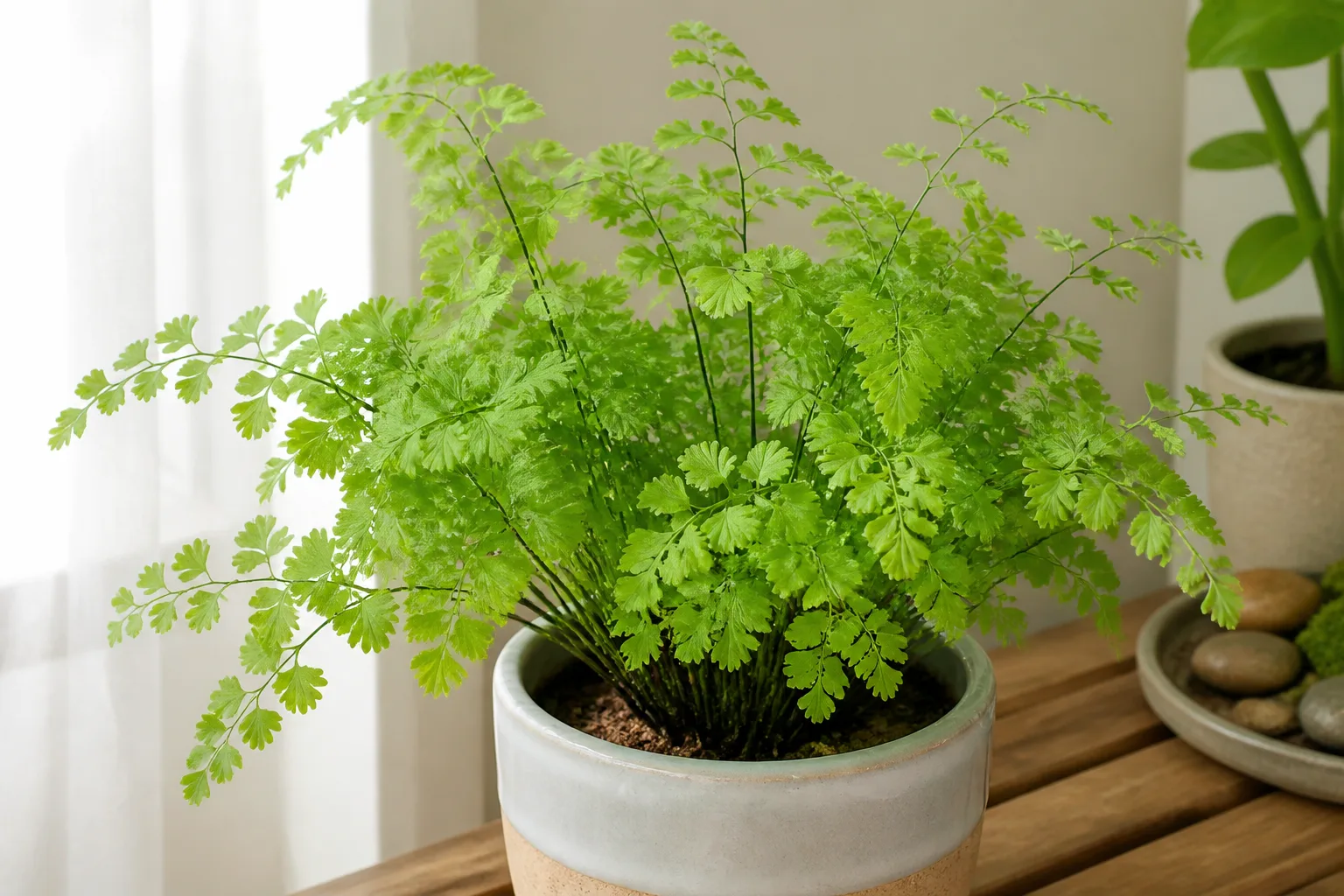 What You Are Growing Adiantum Raddianum And Lookalikes for what you are growing: adiantum raddianum and lookalikes