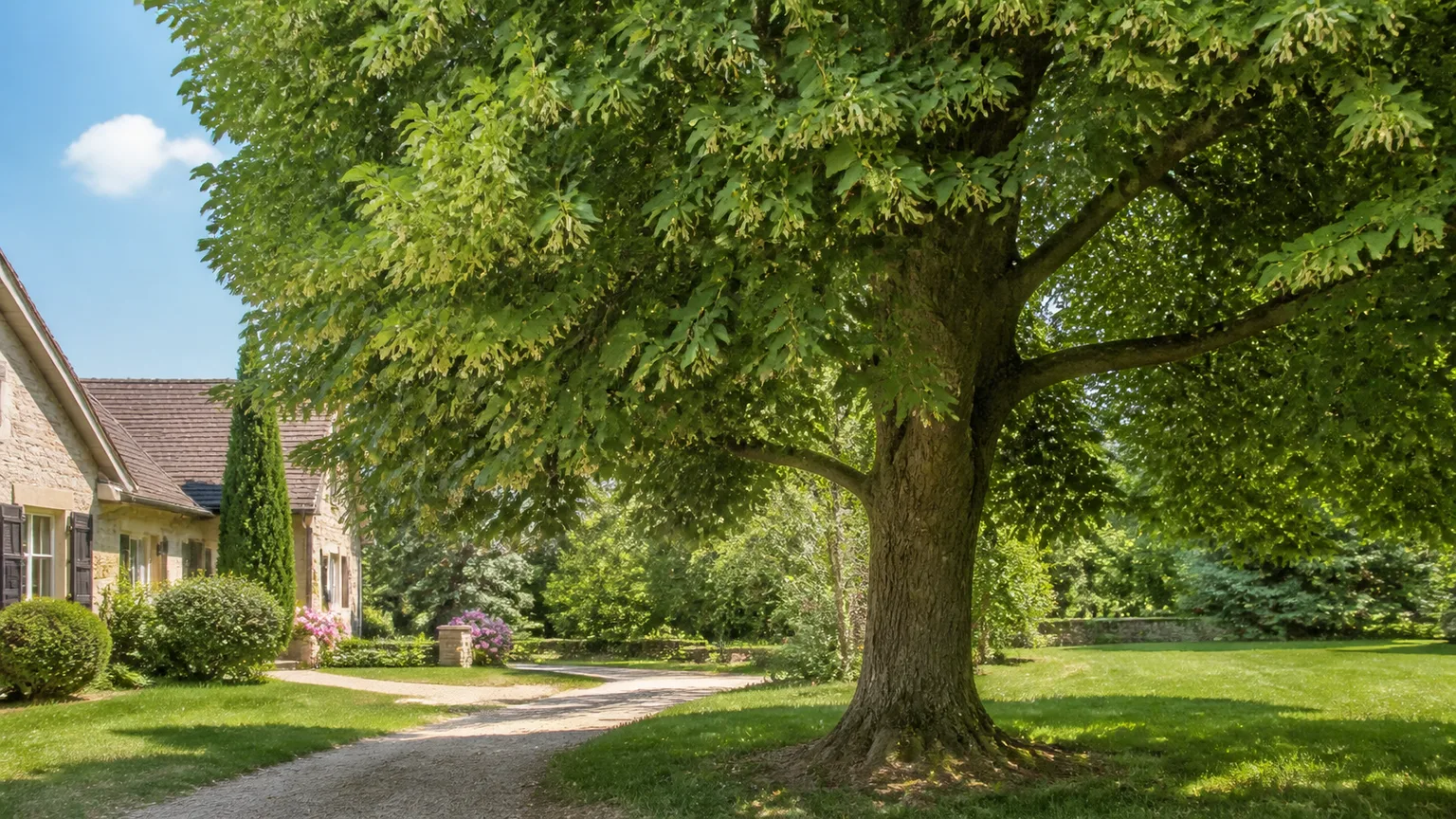 Mature linden tree with a broad shade canopy in a temperate residential landscape