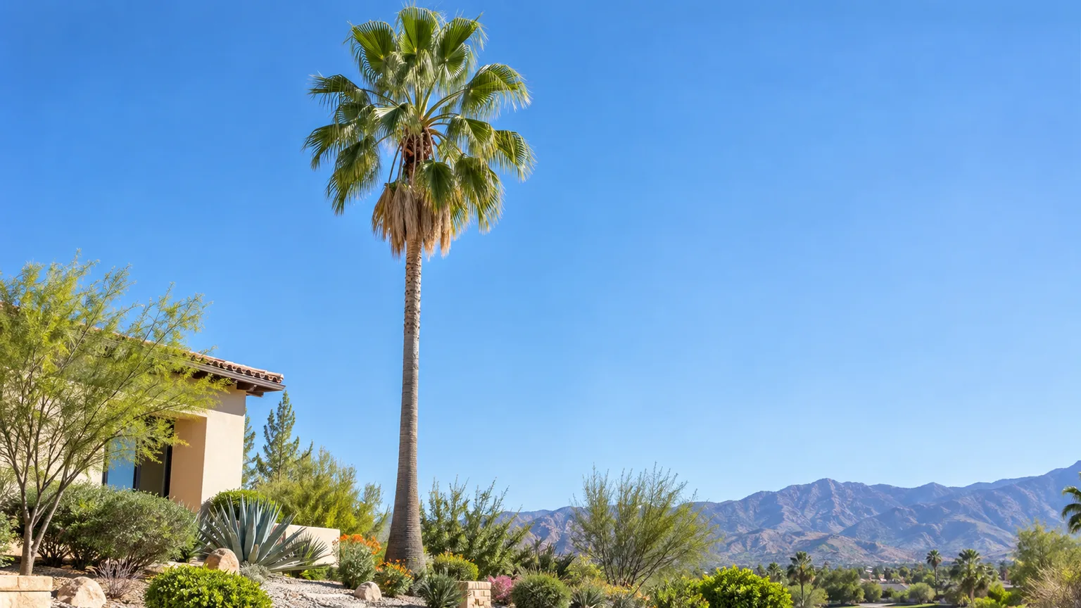 A tall Mexican fan palm rising above a sunlit southwestern landscape