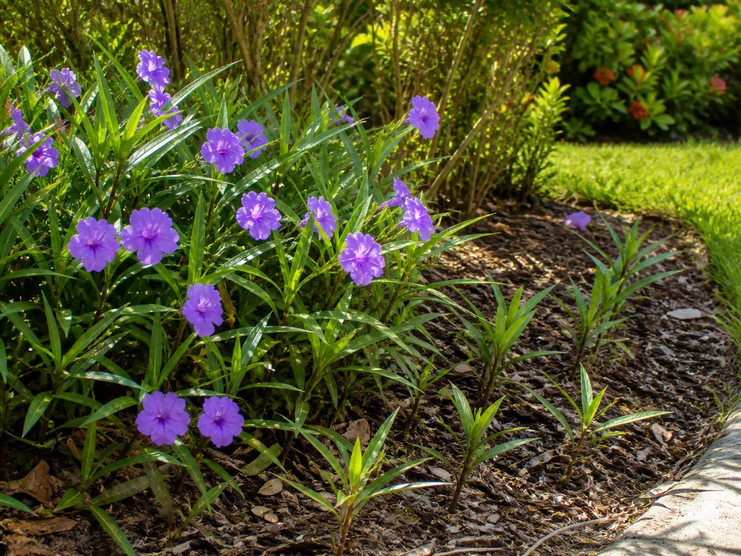 Mexican petunia spreading along a garden-bed edge