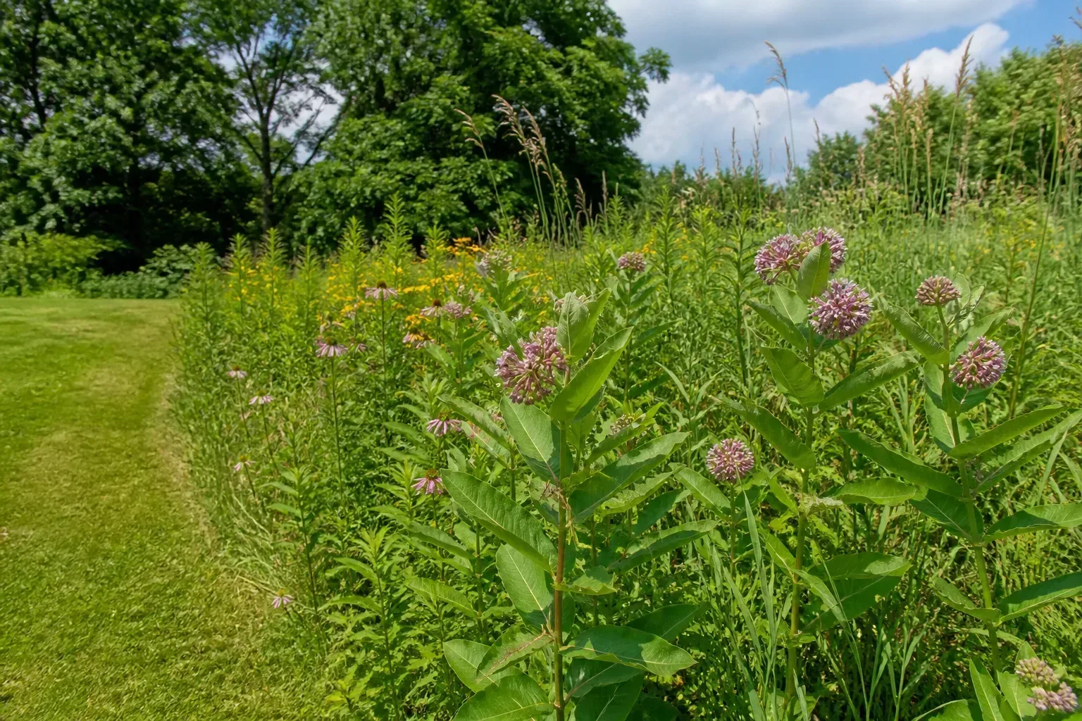 Native milkweed and mixed perennials blooming in a sunny meadow-style pollinator bed