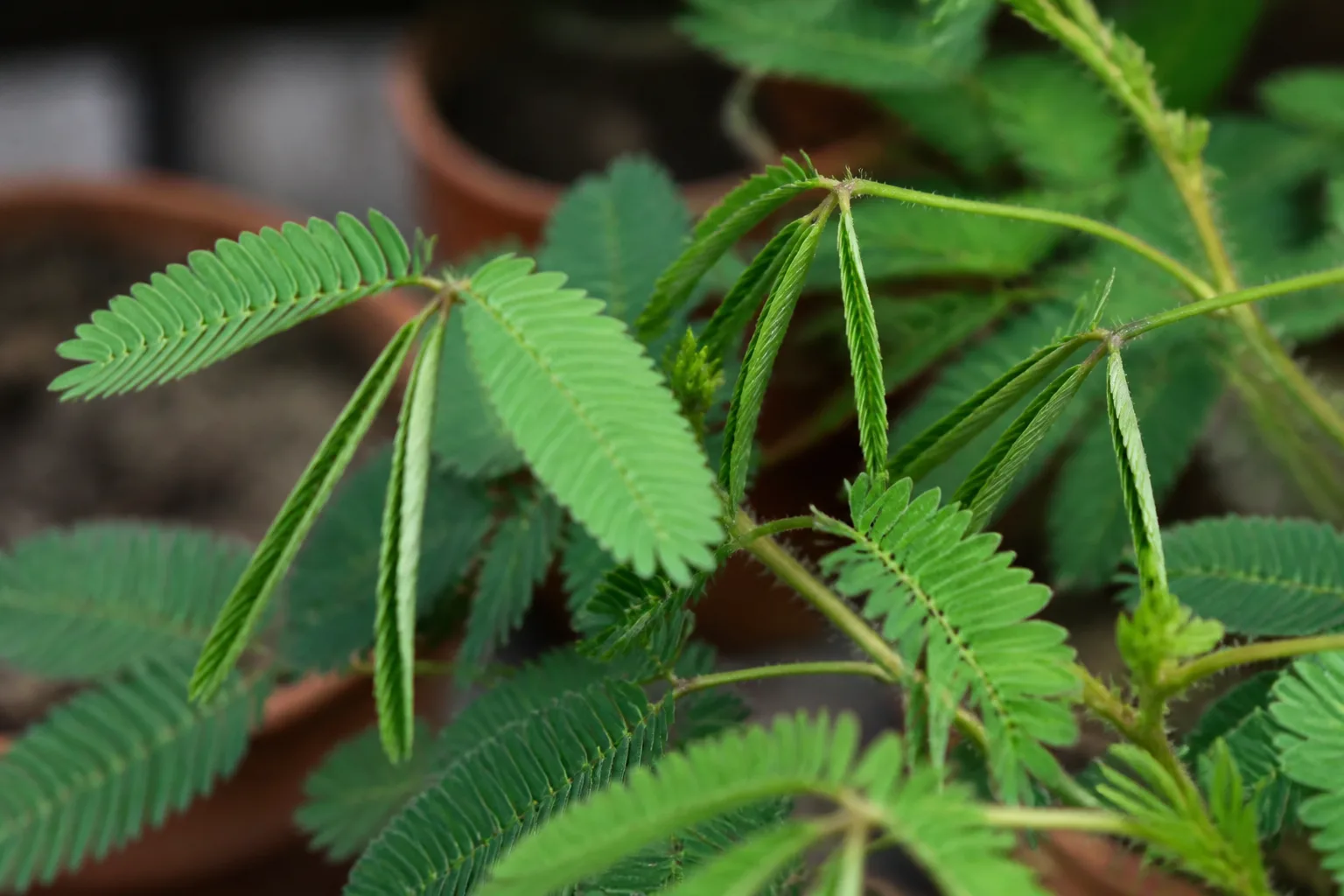 Mimosa pudica leaflets partially folded along feathery bipinnate stems