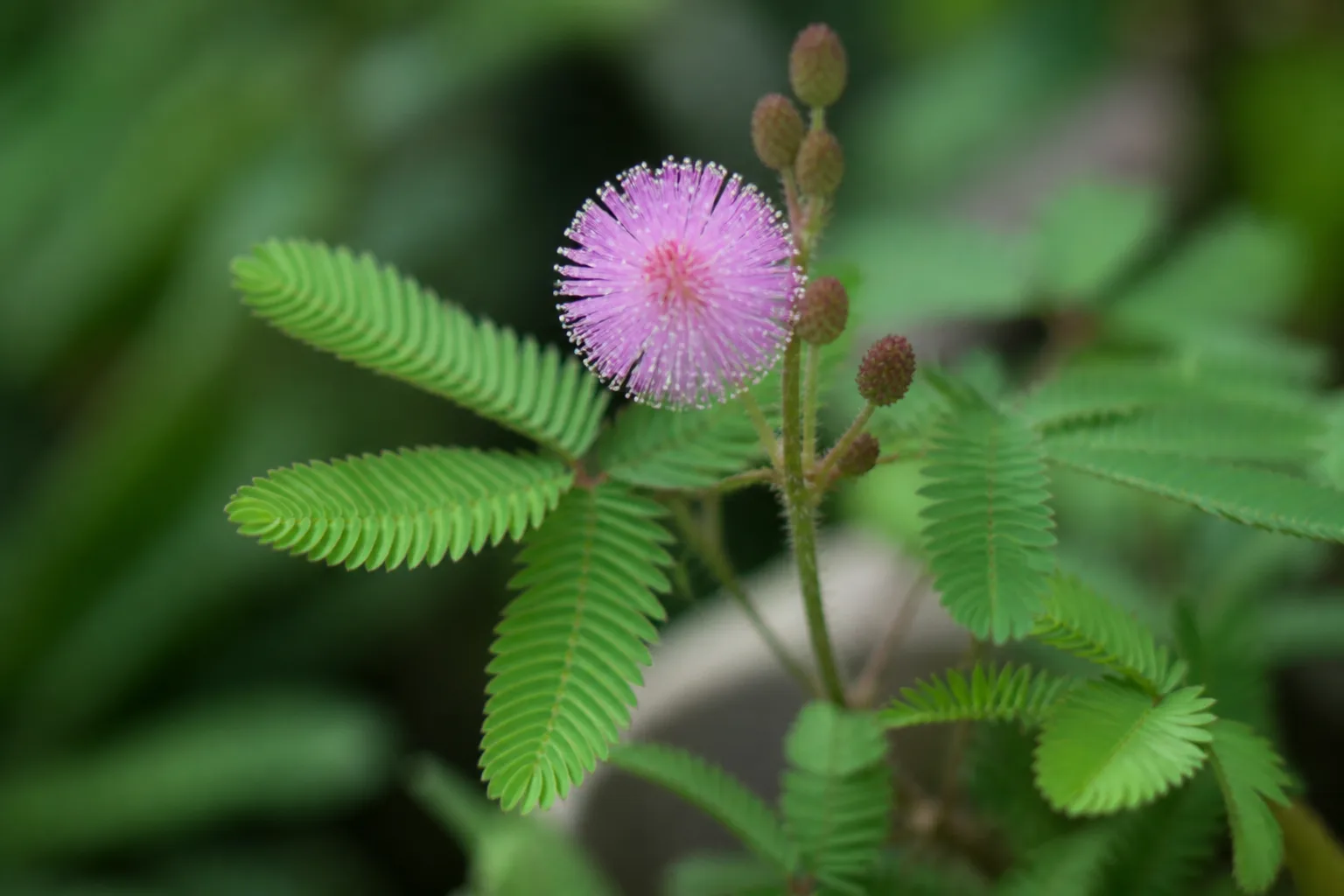 Pink pompom flower on Mimosa pudica above feathery green foliage