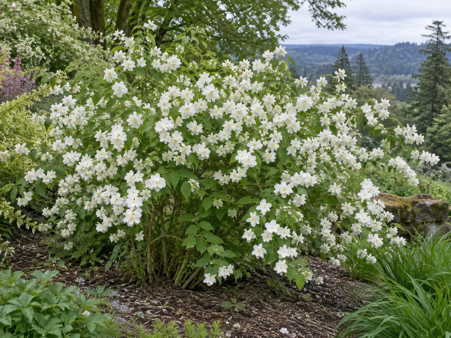 Broad arching ‘Blizzard’ mock orange in a cool-climate spring garden