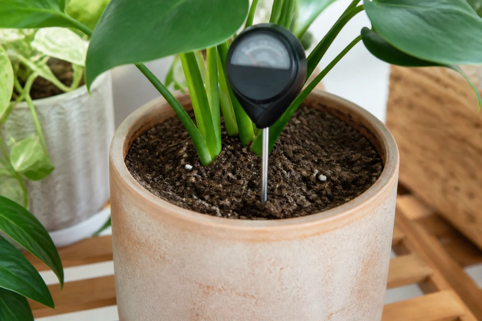 Moisture meter probe inserted into potting mix at mid-pot depth