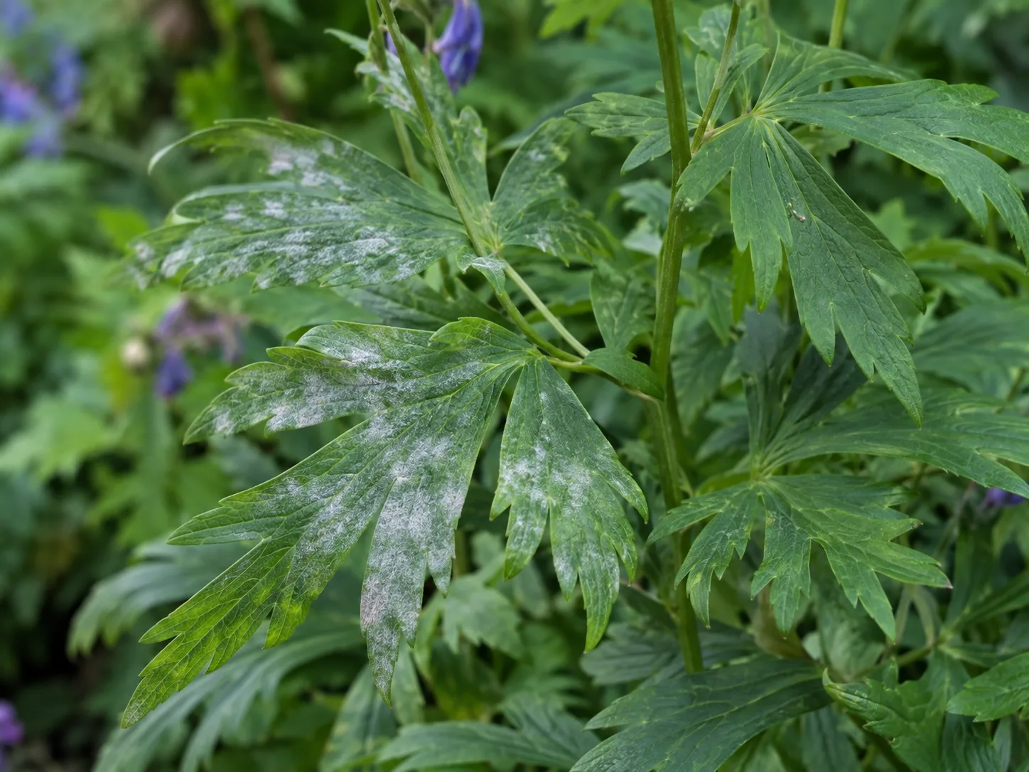 Mild powdery mildew visible on monkshood leaves in a shaded garden