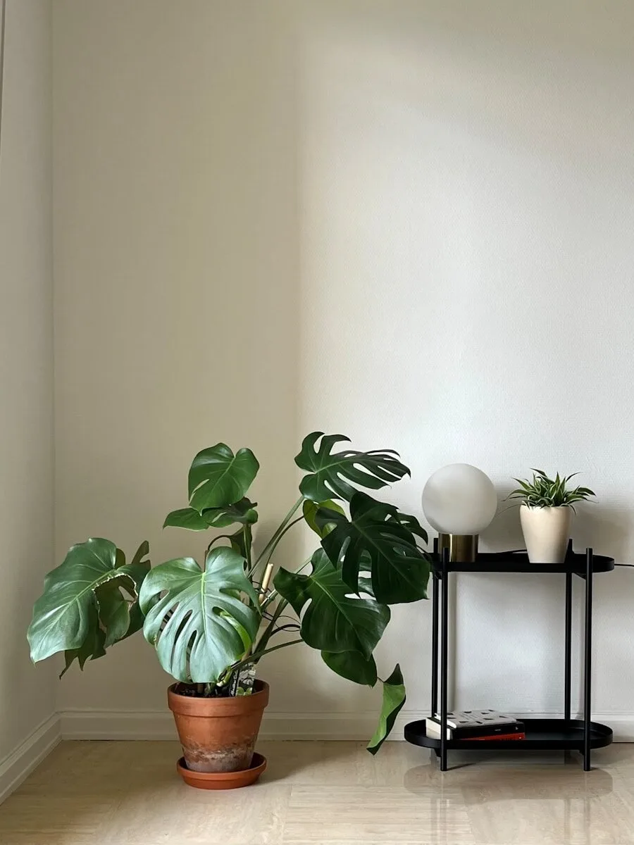 Several potted houseplants arranged together in a bright, accessible indoor growing space