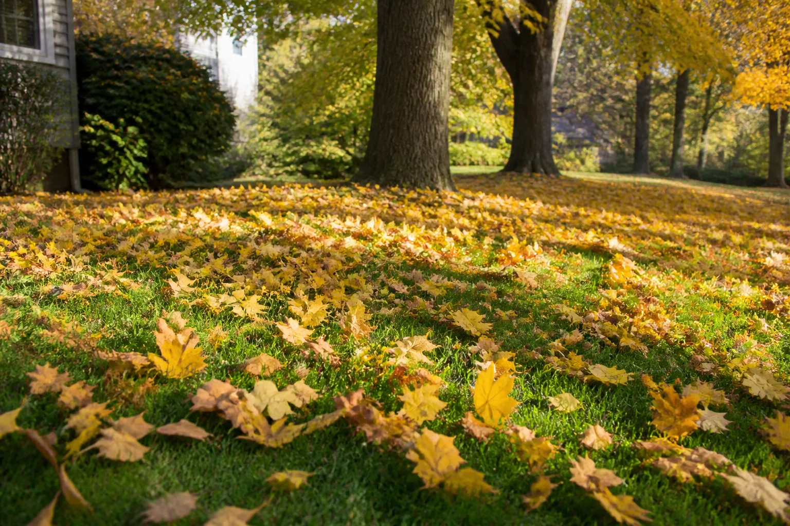 Why Fall Leaf Management Matters More Than Most Homeowners T for why fall leaf management matters more than most homeowners.