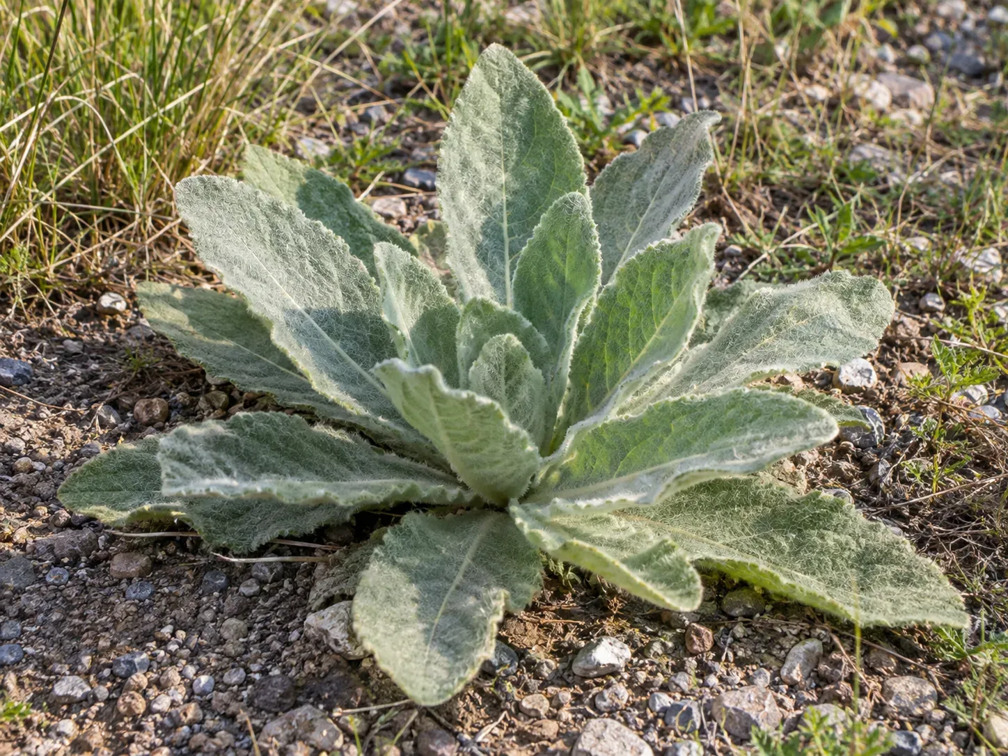 First-year common mullein forms a low rosette of woolly gray-green leaves.