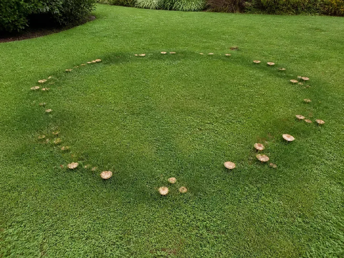 A fairy ring of small mushrooms following a circle through green lawn grass