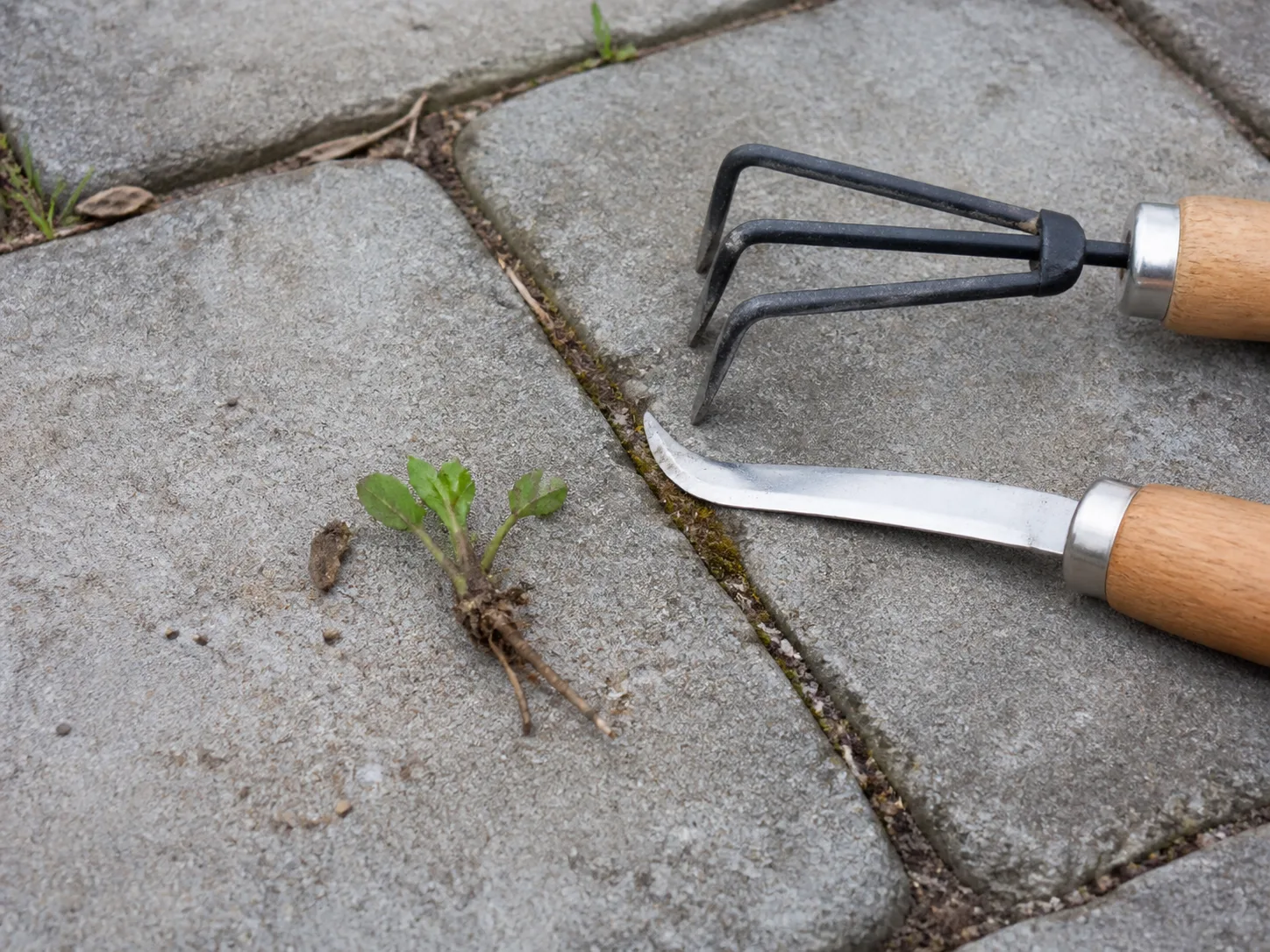 Young weed and hand tools beside a paver joint, with the roots lifted clear