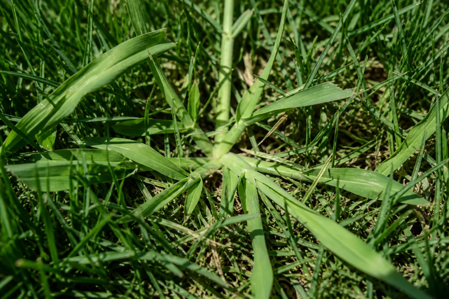 Close-up of pale wide crabgrass blades spreading low among finer cool-season turf