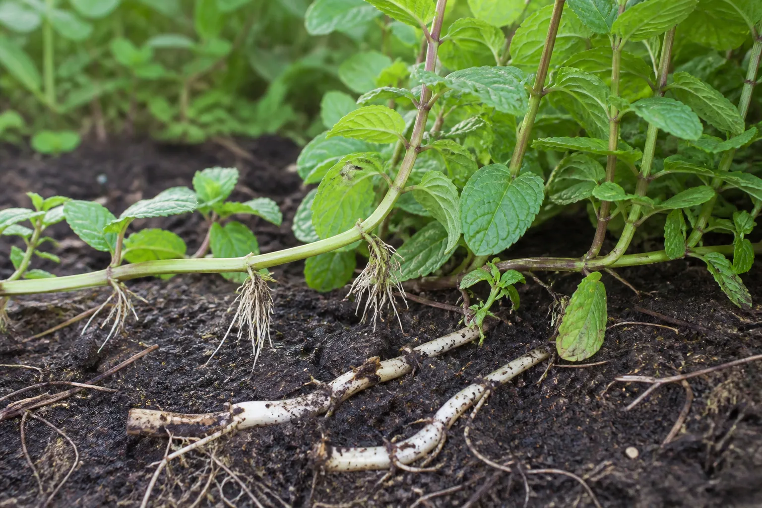 How Mint Spreads Rhizomes Runners And Stem Rooting for how mint spreads: rhizomes, runners, and stem rooting