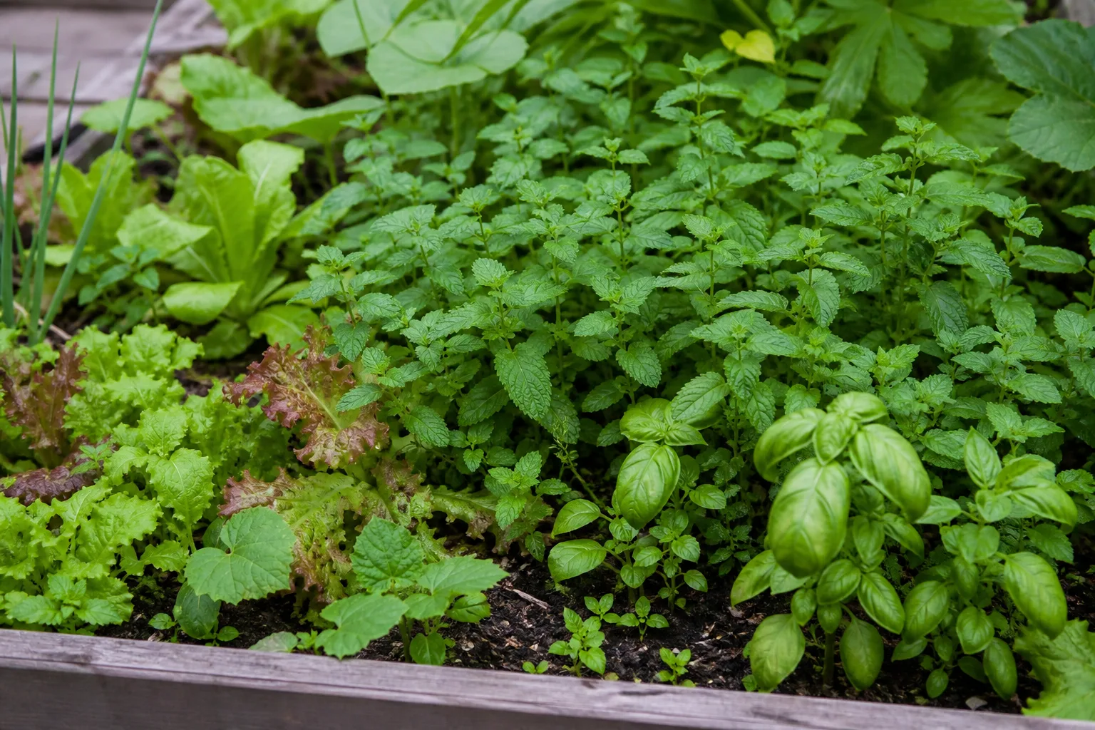 What Happens When Mint Invades A Mixed Garden Bed for what happens when mint invades a mixed garden bed