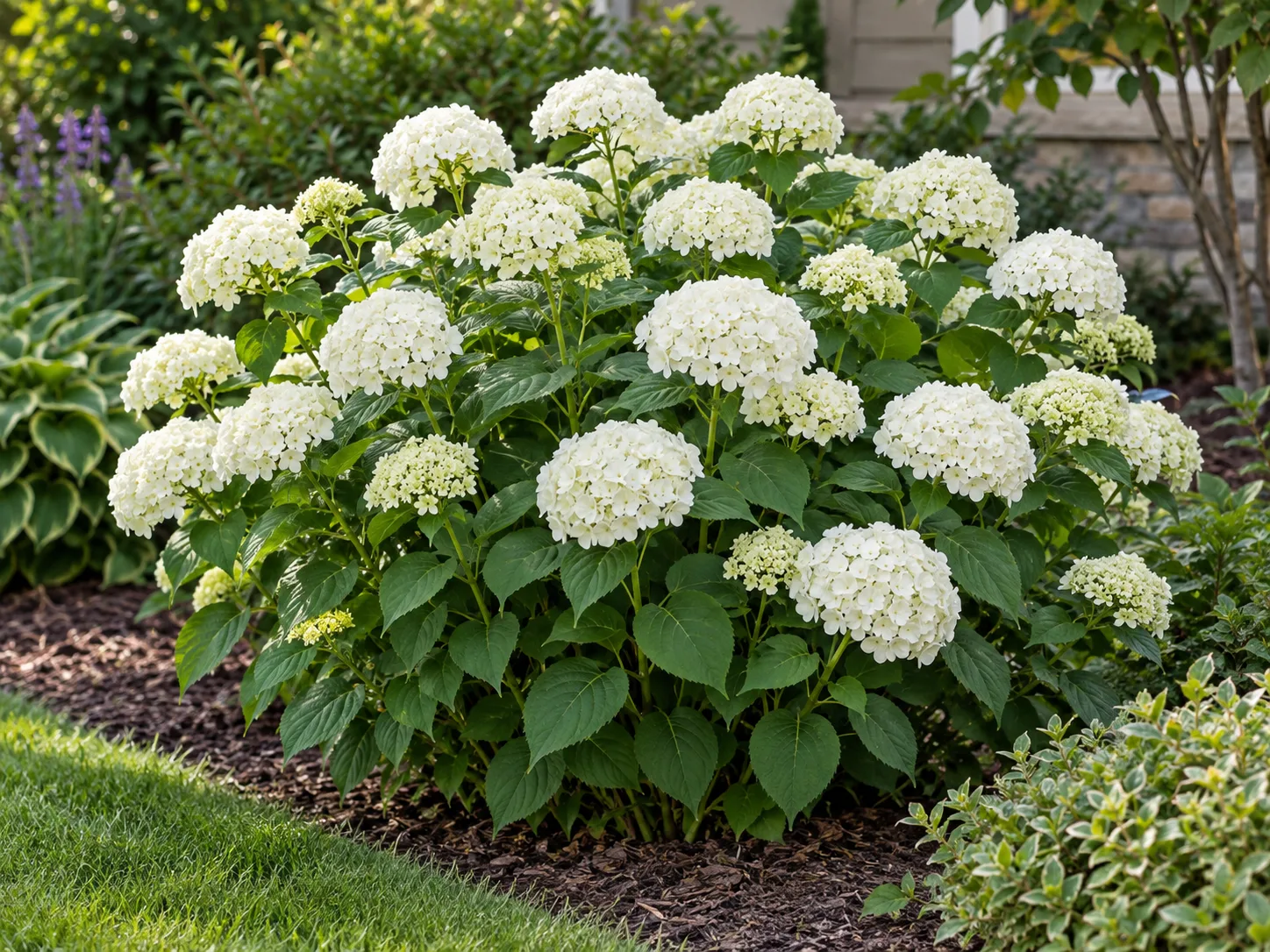 Compact smooth hydrangea shrub with many upright white flower clusters
