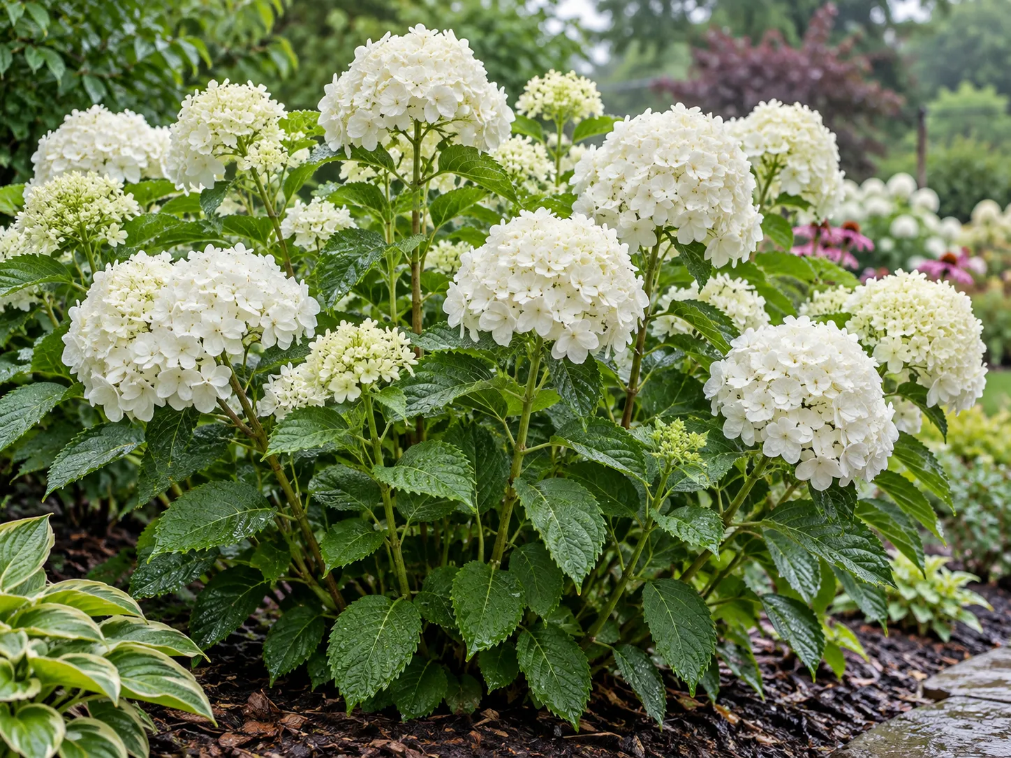 White hydrangea flower clusters held upright on sturdy leafy stems