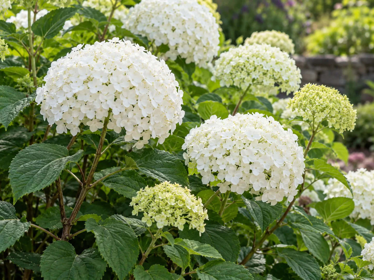 Rounded white smooth hydrangea flower heads among serrated green leaves
