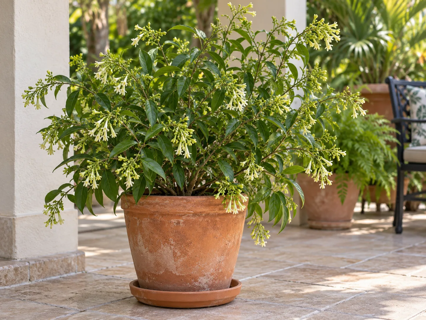 A container-grown Cestrum nocturnum on a sheltered subtropical patio