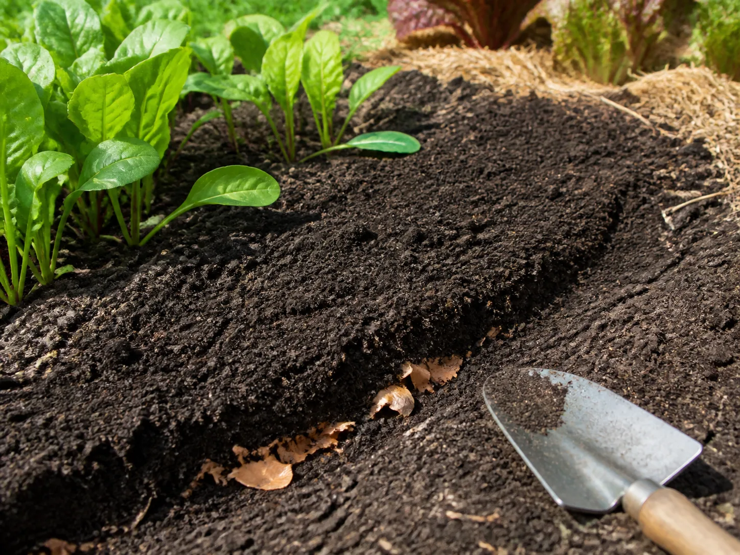 Garden bed trench covered with soil after burying a small amount of onion skins