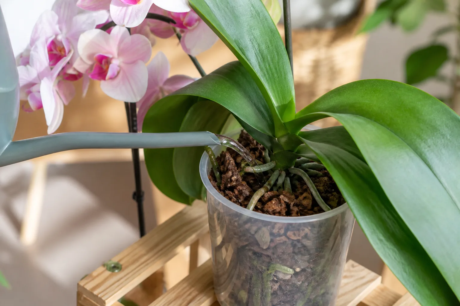 Phalaenopsis orchid crown kept dry while water is directed onto the bark medium with good airflow