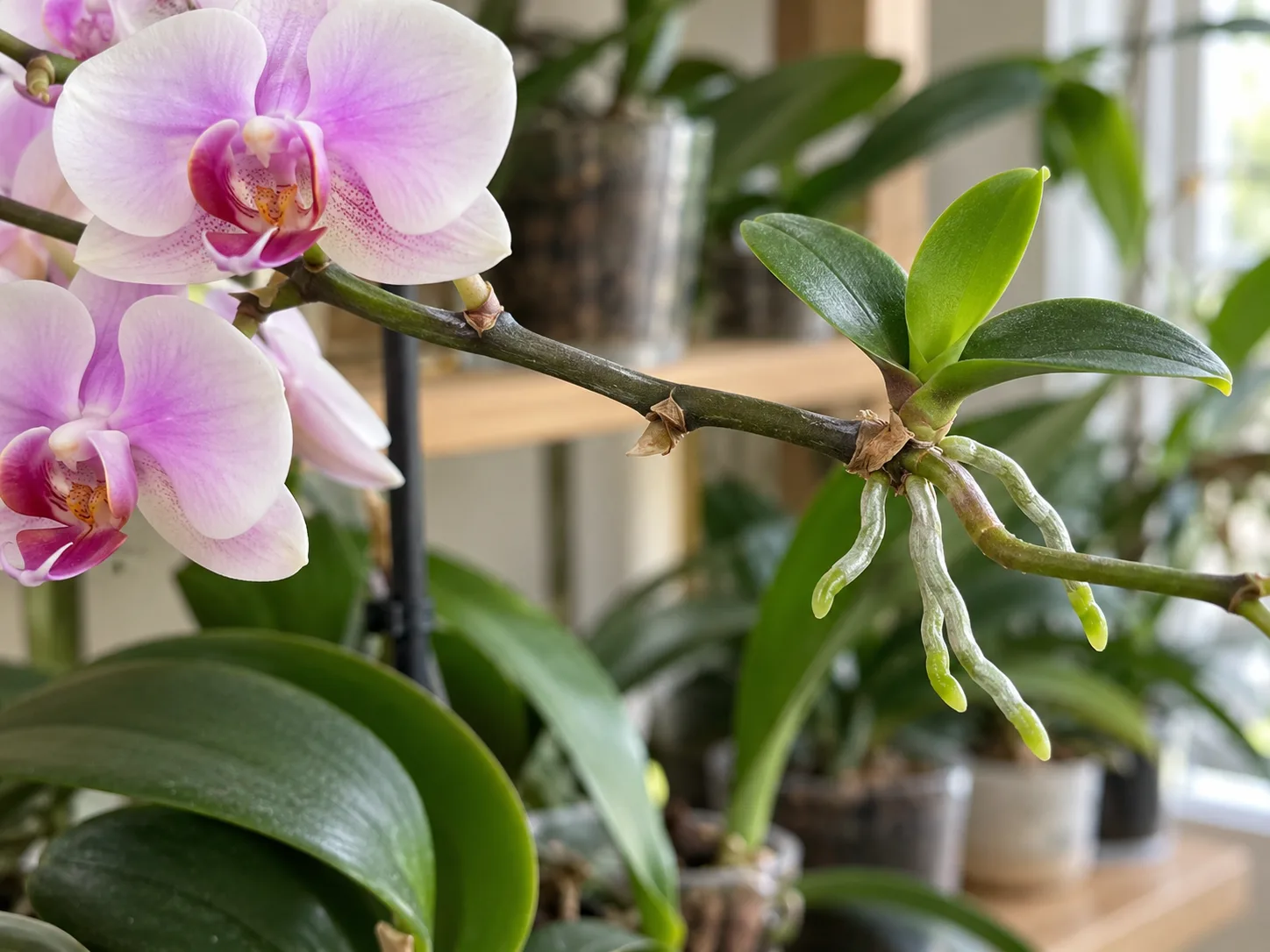 A mature orchid keiki has several firm roots and leaves while still attached to its parent spike