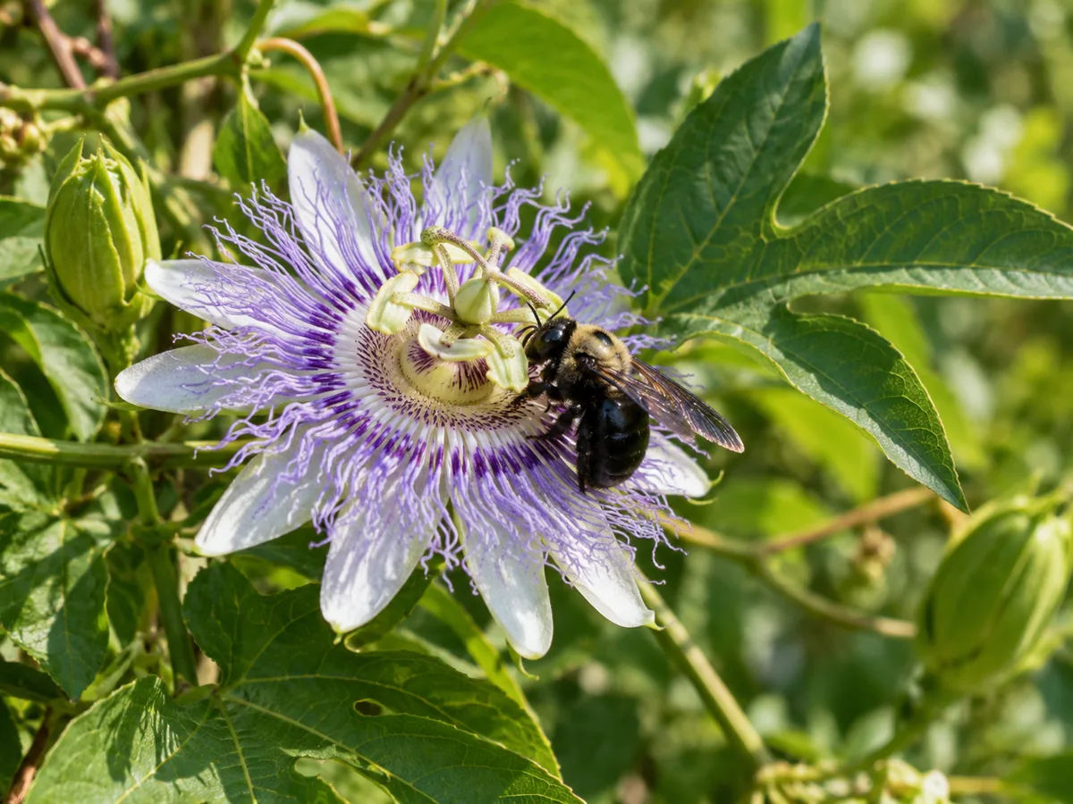 A carpenter bee visiting a purple passionflower bloom