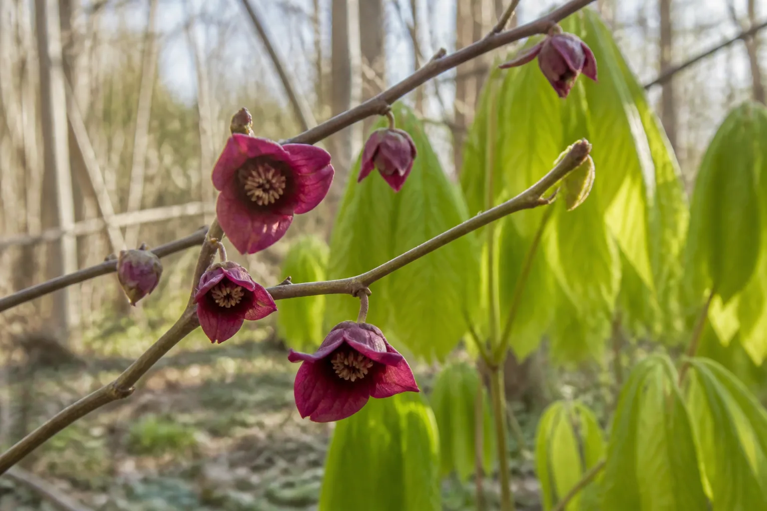 Maroon pawpaw flowers blooming on bare branches in early spring before leaves emerge