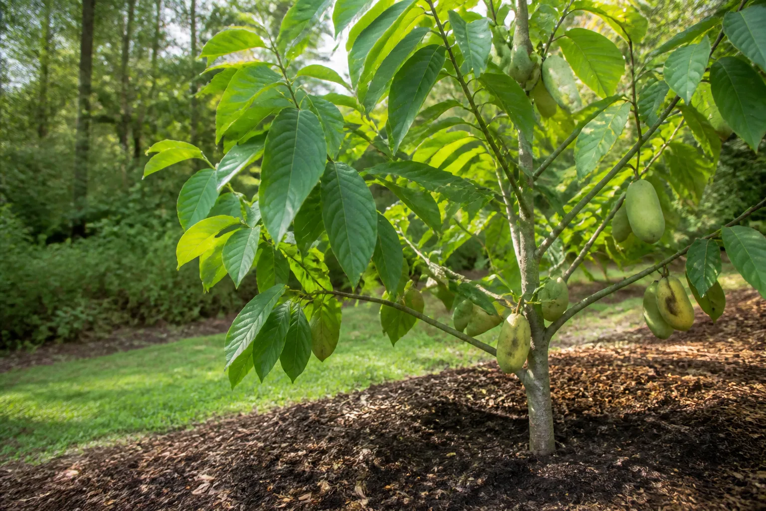 Young pawpaw tree with large tropical leaves and ripening oblong fruit in a sunny home orchard