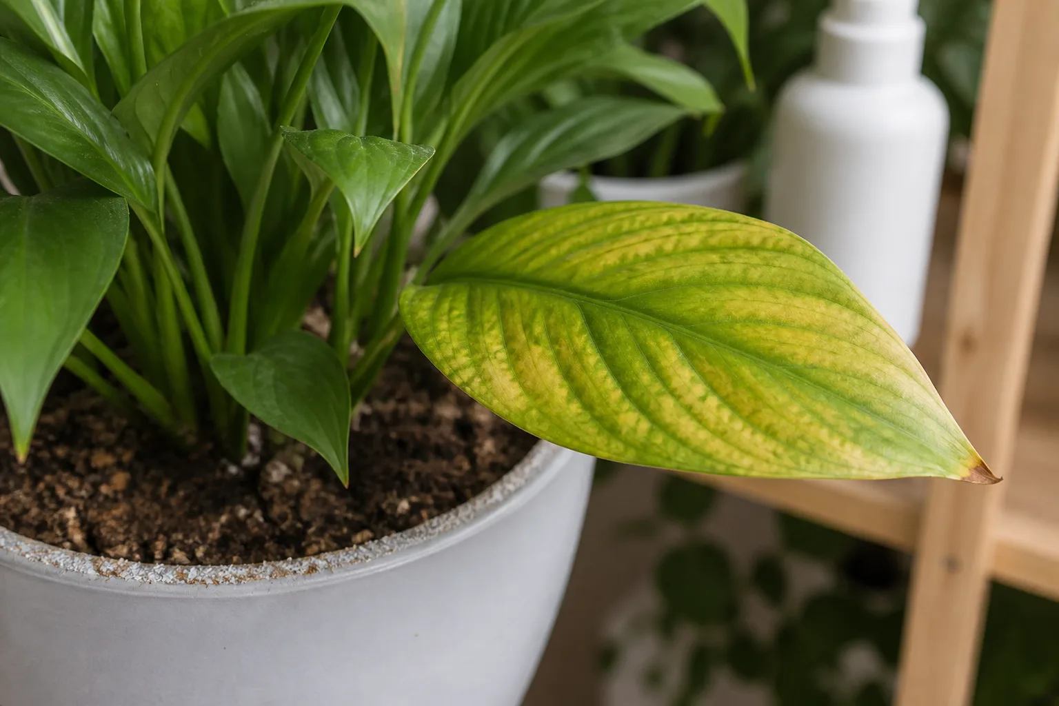 Spathiphyllum for 8. nutrient deficiency or fertilizer burn