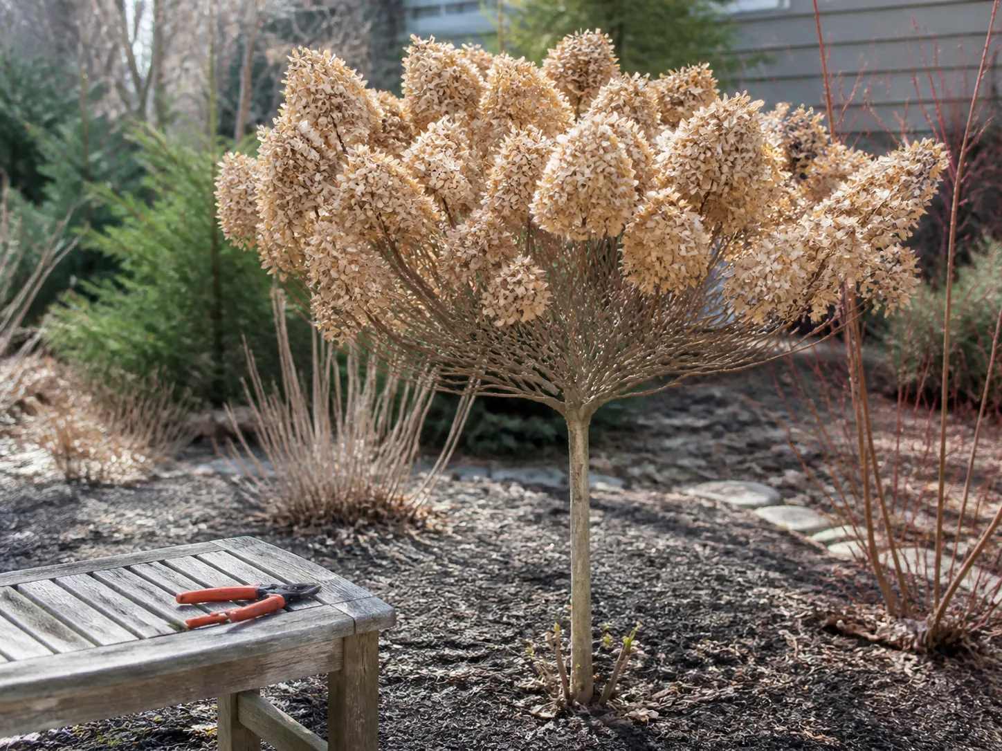 Outdoor pruning tools beside a tree-form hydrangea in a garden