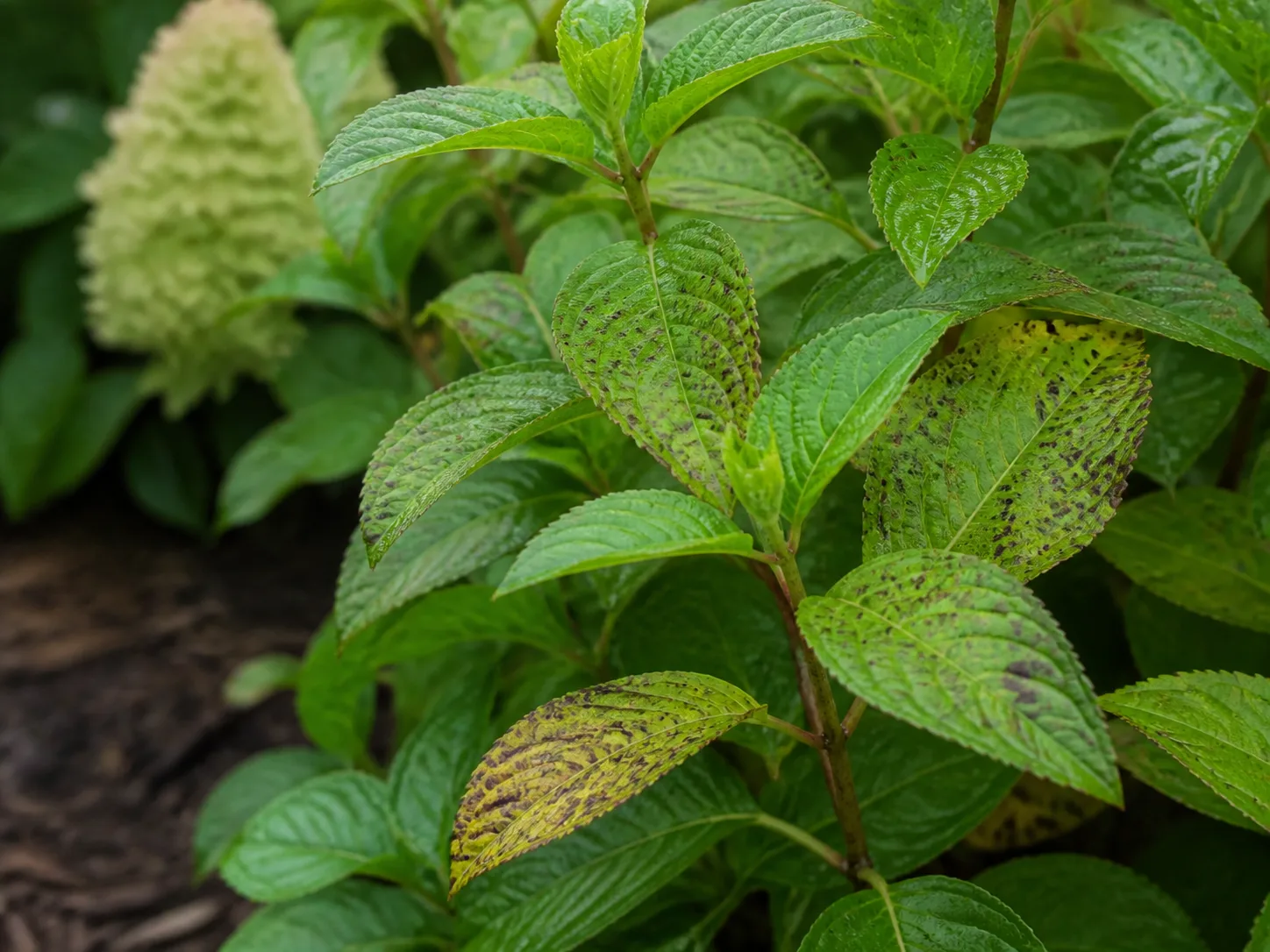 Hydrangea leaves showing spotting that needs a closer diagnosis