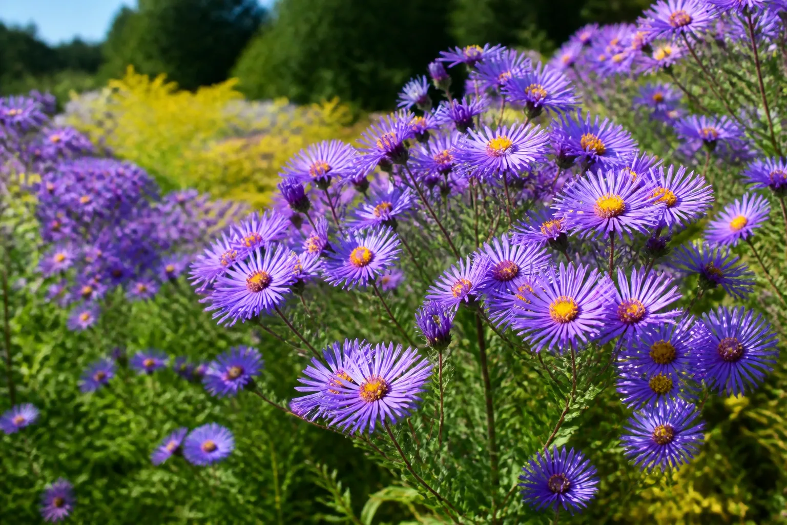 Mixed daisy-like perennial flowers blooming in a sunny summer garden border