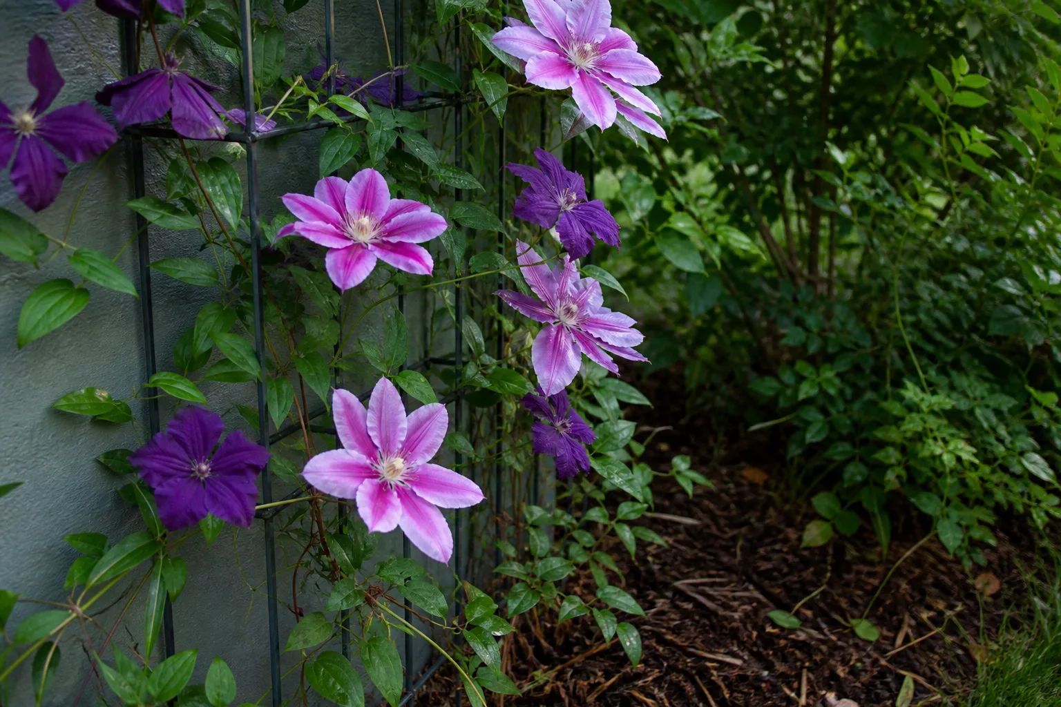 Pink and purple clematis flowers blooming on a narrow wire trellis in partial shade