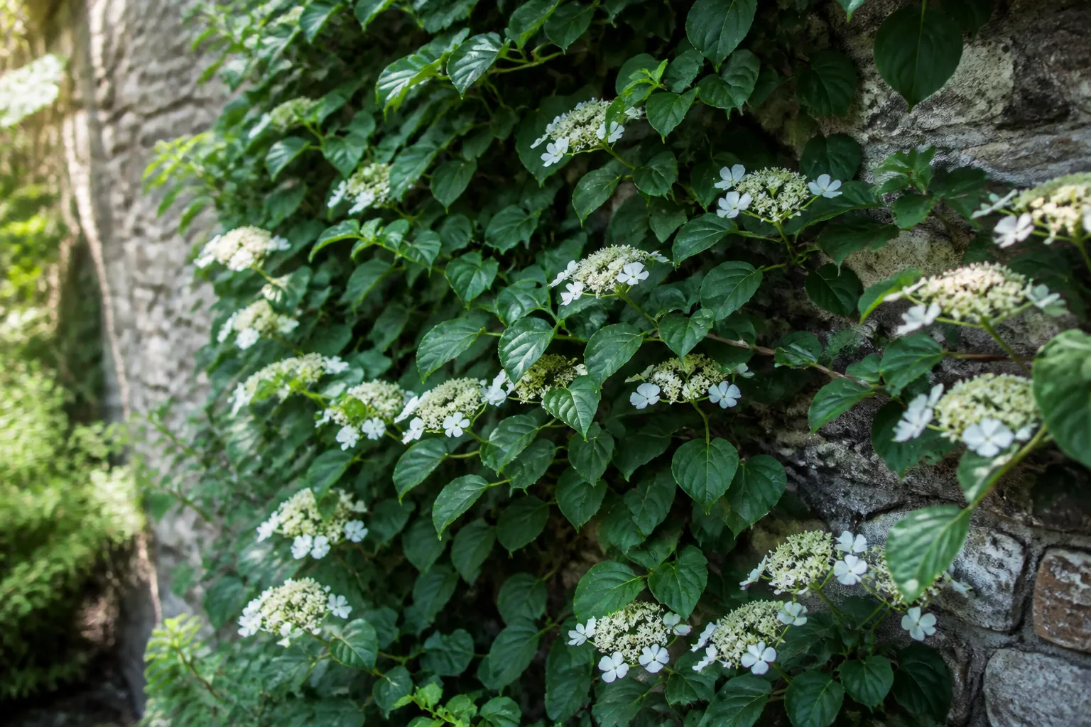 Climbing hydrangea vine with white lacecap flowers on a shaded brick wall