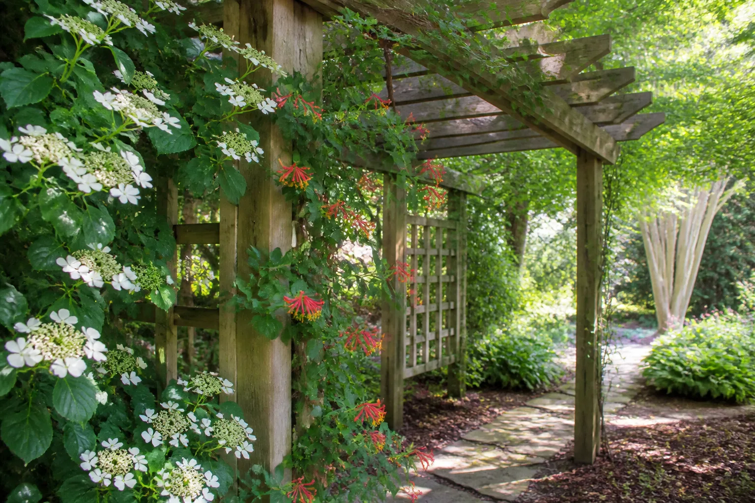 Flowering vines trained on a wooden pergola in a partially shaded backyard garden