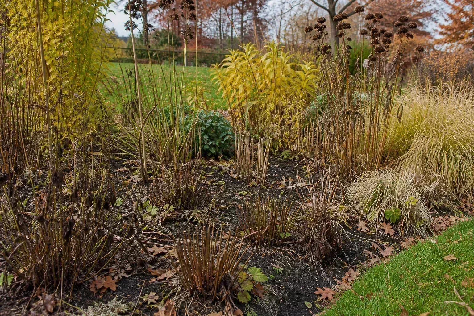 Selective fall perennial cutback removing diseased foliage while healthy plants remain standing