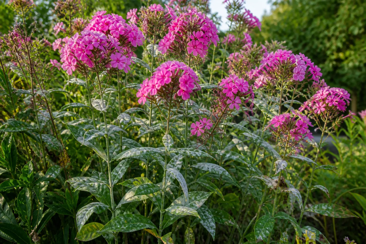 Garden phlox with powdery mildew on leaves in a late-season perennial bed