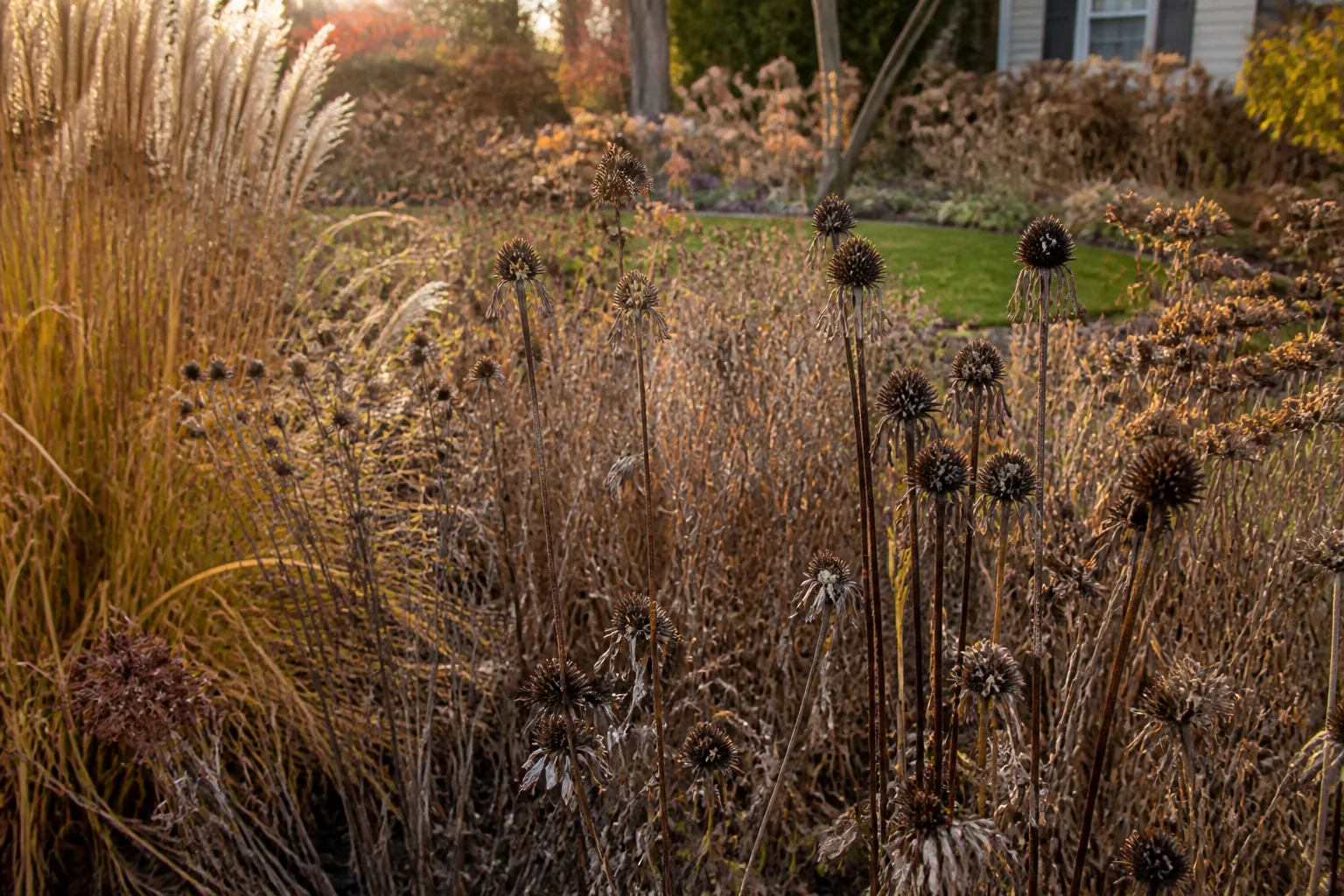 Late-season perennial border with seedheads and standing stems left for winter interest
