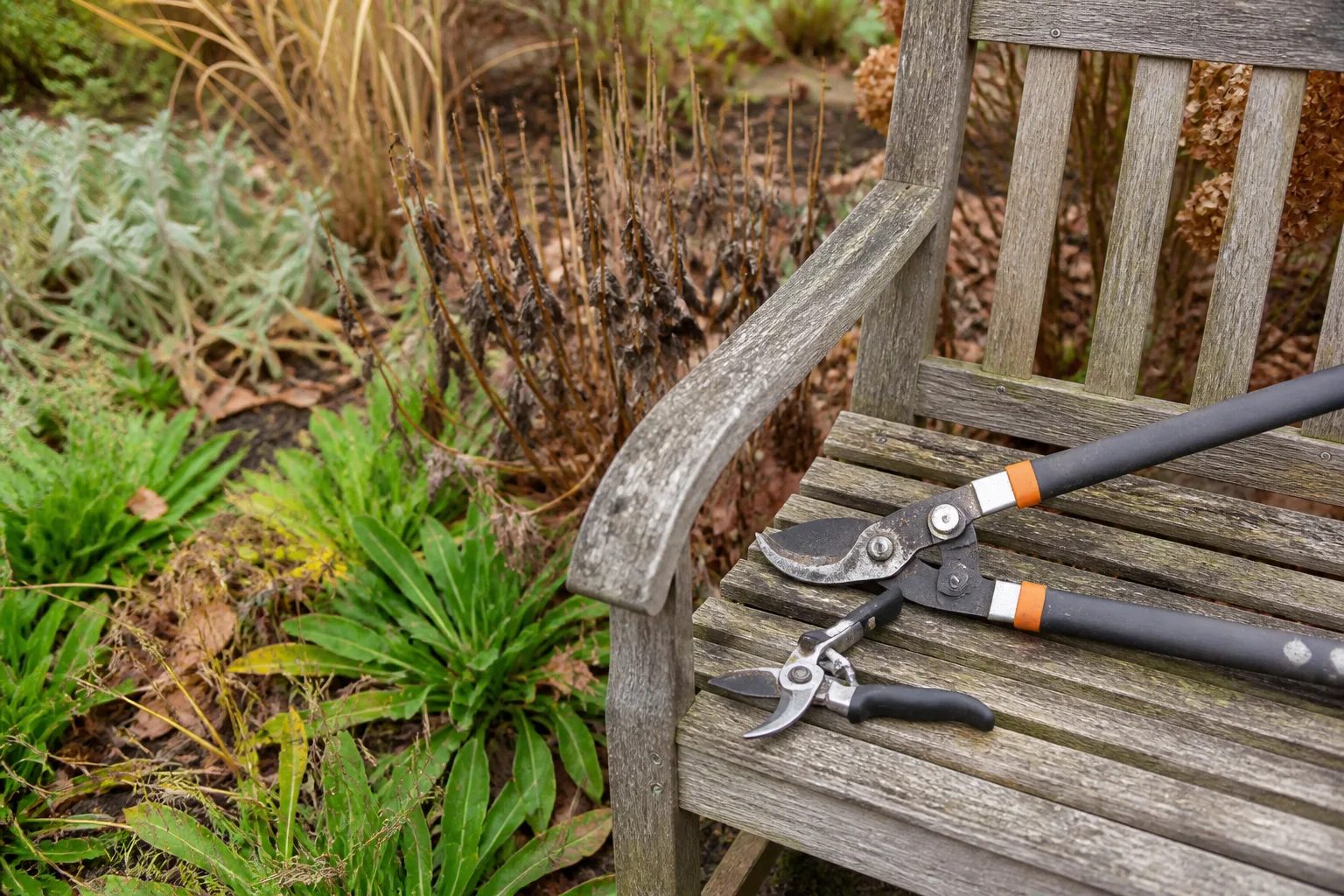Bypass pruners and loppers beside perennial clumps showing healthy and frost-browned foliage
